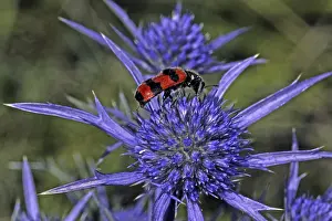 Flower Visiting Insects Drucke: Trichodes apiarius, bee wolf