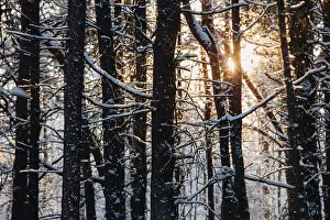 Baltic Seaside Resort Drucke: Trickling snow against the light