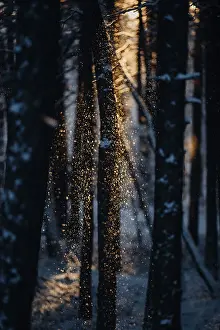 Backlit Snow Scene Drucke: Trickling snow against the light