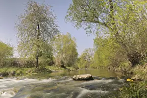 Springtime In Europe Drucke: Triesting river in spring, Triestingtal valley