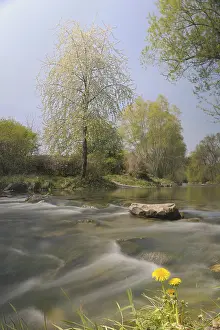 Lower Austria Scenery Drucke: Triesting river in spring, Triestingtal valley