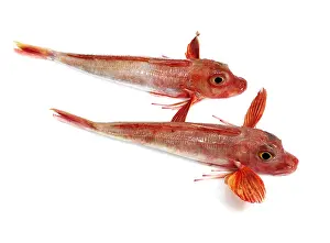 Trigla cuculus