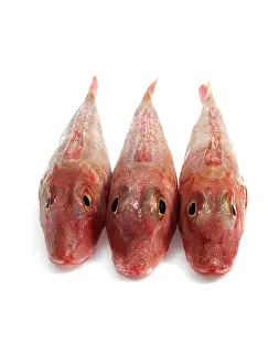 Trigla cuculus