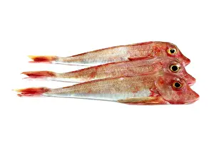 Trigla cuculus