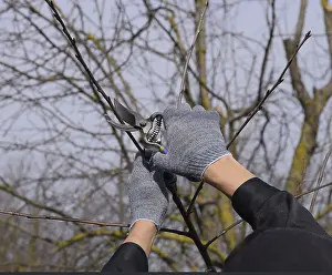 Deserted Orchard Scene Drucke: Trimming the tree with a cutter