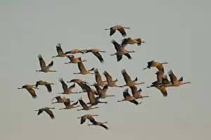 Crane Migration Drucke: Troop of cranes in flight