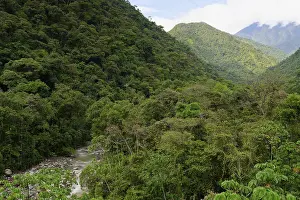 Tropical Cloud Forest Drucke: Tropical Cloud Forest landscape