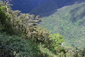 Tropical Rainforest Landscapes Drucke: Tropical Cloud Forest landscape