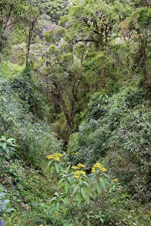 No People Cloud Forest Scene Drucke: Tropical Cloud Forest landscape