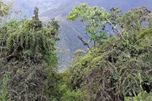 Tropical Cloud Forest Drucke: Tropical Cloud Forest landscape