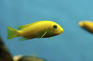 Tropical Fish Underwater Drucke: Tropical fish