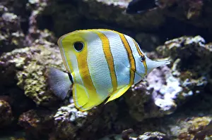 Open Air Water Scenes Drucke: Tropical fish
