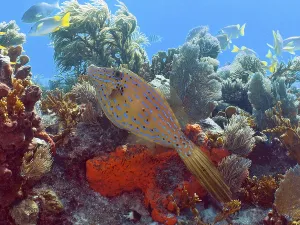 Drucke von Ein tropischer Fisch, der Schriftfiletfisch (Aluterus scriptus), schwimmt über einer farbenfrohen Unterwasserlandschaft am Tauchplatz John Pennekamp Coral Reef State Park, Key Largo, Florida Keys F Drucke: Ein tropischer Fisch, der Skript-Filefish (Aluterus scriptus).