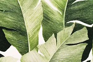 Deserted Structure Pattern Drucke: Tropical Plants Pattern Wallpaper Design