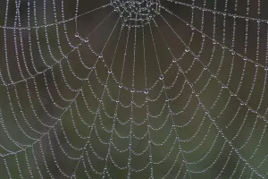 Drucke von Tropen auf Spinnennetz Netzspinne Drucke: Tropen auf Spinnennetz