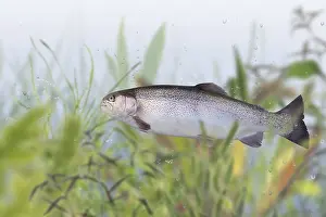Gerahmter Druck : Trout Gerahmter Druck : Trout