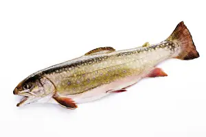 Drucke von Forelle (Salvelinus) Char Drucke: Forelle (Salvelinus)