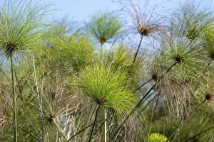Drucke von Echter Papyrus (Cyperus papyrus), Süßwasser-Sümpfe von Mabamba, Viktoriasee, Uganda See Drucke: Wahrer Papyrus (Cyperus papyrus)