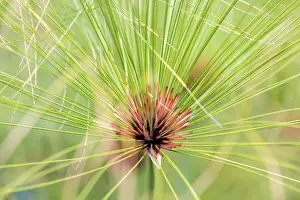 Madeira Island Flora Drucke: True papyrus sedge (Cyperus papyrus)