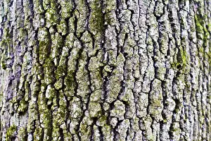 Deciduous Tree Trunk Drucke: Trunk, bark of an oak (Quercus)