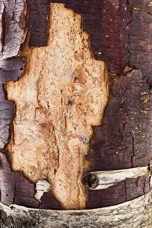 Deciduous Tree Bark Drucke: The trunk of birch tree without birchen bark