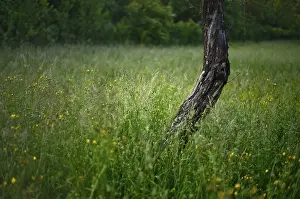Deciduous Tree Trunk Drucke: Trunk, fruit tree in a summer meadow