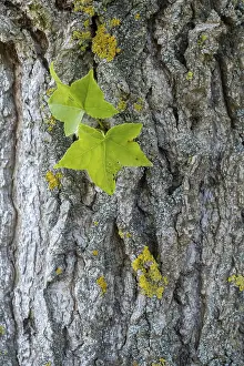 Deciduous Tree Bark Drucke: Trunk of a maple-leaved plane tree