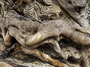 Drucke von Der Stamm eines sehr alten Olivenbaums in Palma, Mallorca, Spanien Österreich Palma Drucke: Der Stamm eines sehr alten Olivenbaums in Palma.