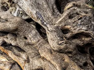 Drucke von Der Stamm eines sehr alten Olivenbaumes in Palma, Mallorca, Spanien Österreich Palma Drucke: Der Stamm eines sehr alten Olivenbaums in Palma.