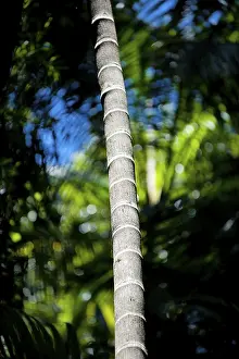 Close To Nature Photography Drucke: Trunk of a palm tree, palm tree