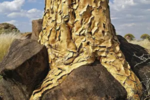 Tree Trunk Detail View Drucke: Trunk of a quiver tree