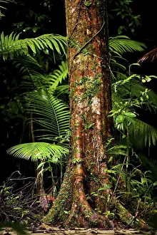 Atherton Tablelands Landscape Drucke: Trunk of a tropical tree, tree with structure