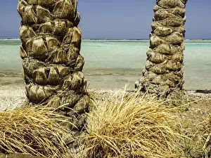 Deserted Palm Trees Drucke: The trunks of two palm trees on the background of the sea