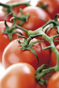 Fresh Tomatoes Drucke: Truss of tomatoes