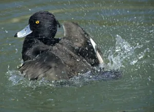 Animal In The Wild Drucke: Tufted Duck