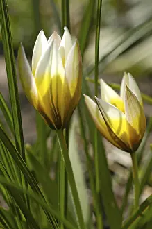 Garden Blooms Drucke: Tulip