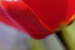 Botany Plant Details Drucke: Tulip detail