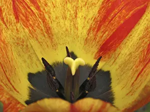 Spring Awakening Bloomers Drucke: Tulip detail