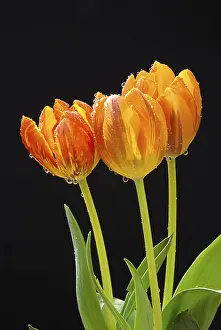 Ornamental Plant Drucke: Tulip
