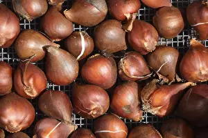 Netherlands Travel Photography Drucke: Tulip bulbs