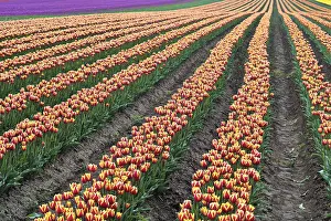 Flower Meadow Drucke: Tulip field in spring