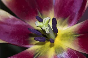 Heralds Of Spring Drucke: Tulip open