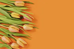 Tulpen blühen im Frühjahr auf orangefarbenem Hintergrund mit Kopieplatz.