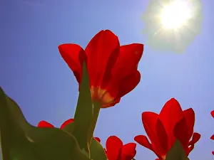 Colorful Spring Blooms Drucke: Tulip tulipa