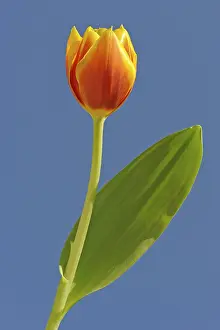 Orange Blossom Drucke: Tulip (Tulipa)