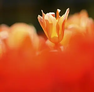 Blurry Tulip Drucke: Tulip (Tulipa)