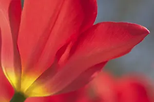 Close Up Tulip Flower Drucke: Tulip tulipa