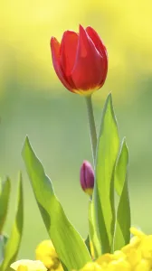 Tulip Flower Drucke: Tulip (Tulipa)