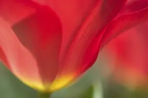 Tulip Blossom Details Drucke: Tulip tulipa