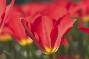 Macro Tulip Drucke: Tulip tulipa